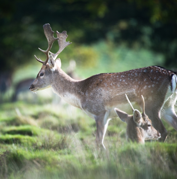 Deer Rutting Petworth-7988