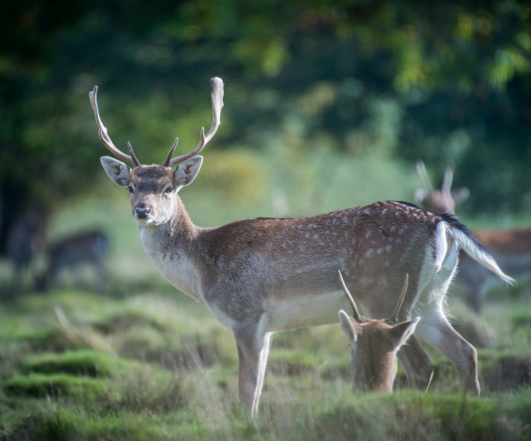 Deer Rutting Petworth-7989