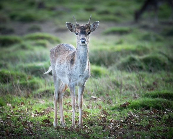 Deer Rutting Petworth-8035