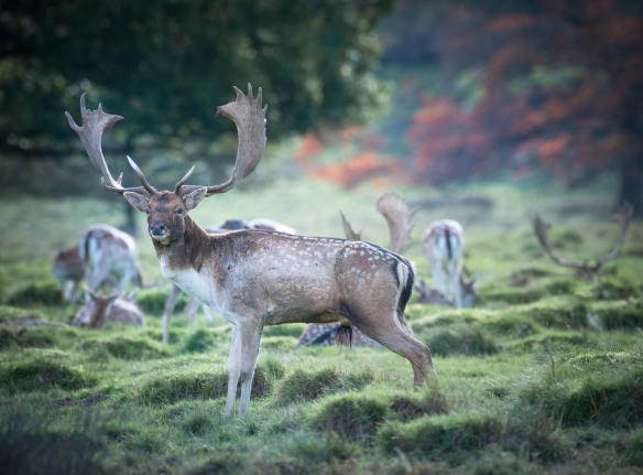 Deer Rutting Petworth-8042.jpg