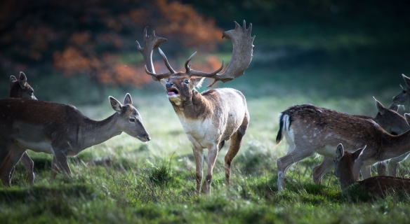 Deer Rutting Petworth-8132