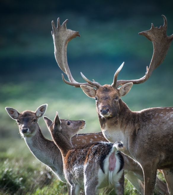 Deer Rutting Petworth-8133