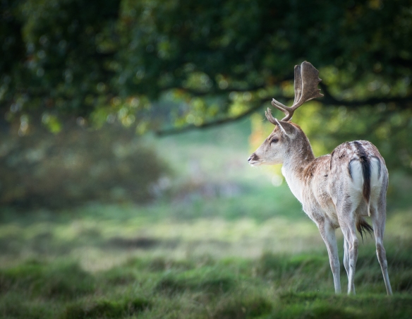 Deer Rutting Petworth-8138