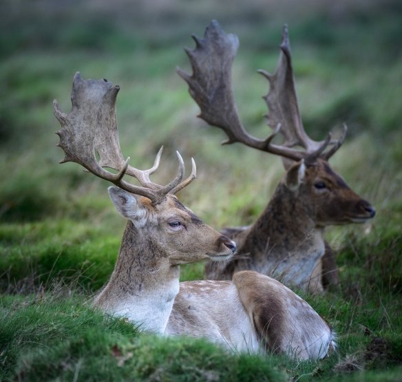 Deer Rutting Petworth-8160